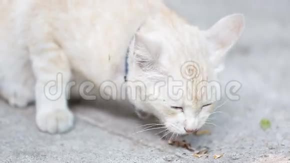 黄巷猫在人行道上吃罐头食品视频的预览图