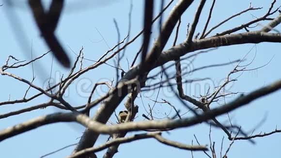 小鸟正在采摘小树枝视频的预览图