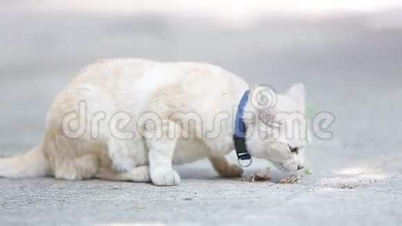黄巷猫在人行道上吃罐头食品视频的预览图