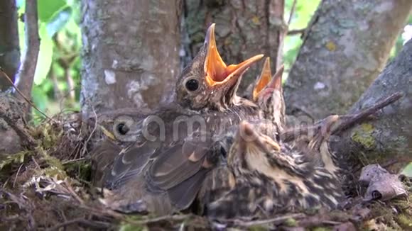 歌喉鹅窝与雏鸟在梨树视频的预览图