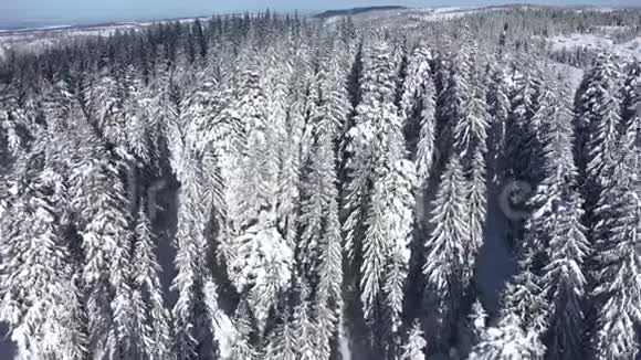 冬季空中4k无人驾驶飞机观雪覆盖常绿森林视频的预览图