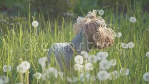 狗约克郡猎犬在草地上散步嗅着蒲公英的慢动作视频慢视频狗生活方式视频的预览图