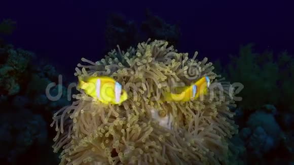 橙色小丑鱼晚上在海葵里游泳视频的预览图