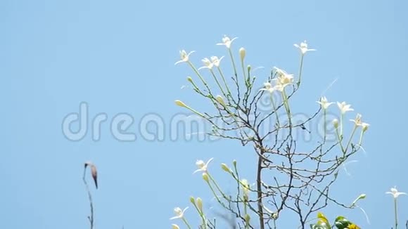 印度软木树花随风而动视频的预览图