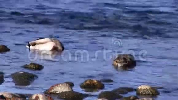 两只鸭子在美国河中游泳和喂食视频的预览图