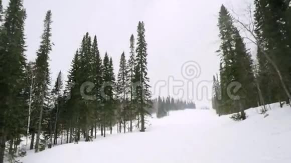 阴天下雪时山上的杉树被雪覆盖1920x1080视频的预览图