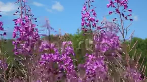 浮萍花天空森林和云彩一个这个夏天视频的预览图