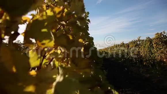 秋天的葡萄园视频的预览图