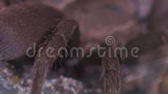 毛茸茸的狼蛛蜘蛛腿合拢视频的预览图