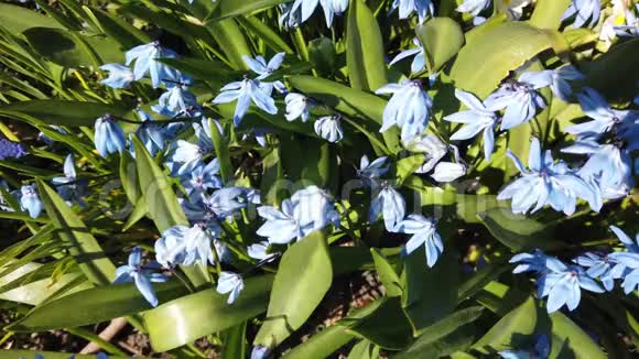 花园里的蓝雪茄花阳光明媚的日子里第一朵春花随风摆动视频的预览图