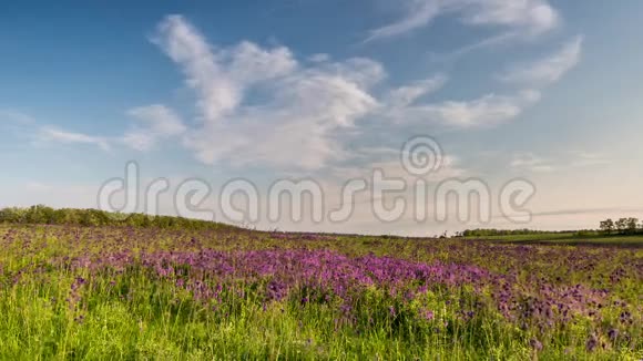 时间流逝罗斯托夫地区朱莱克顿草原紫色视频的预览图
