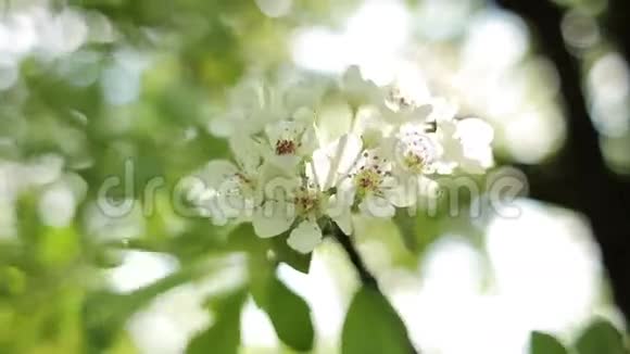 精致的花苞树视频的预览图