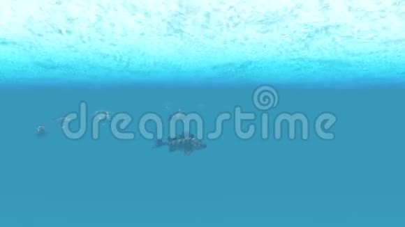 在水面下捕鱼视频的预览图