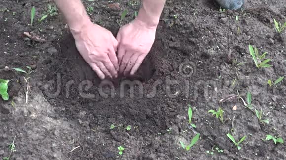 农民用手种南瓜苗视频的预览图