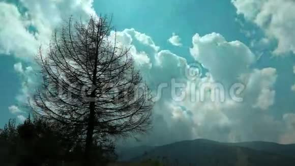 4山中的云和枯树的时间推移视频的预览图
