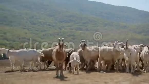 牧场上放牧的山羊和绵羊群视频的预览图
