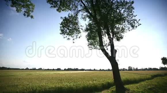 小麦自风动阳光冲破寂寞的树视频的预览图