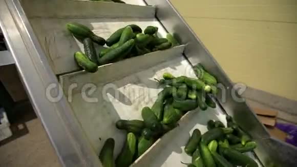 自动线为罐头行业保存蔬菜和豆类视频的预览图