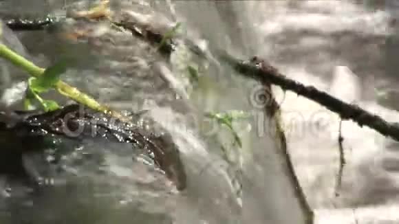 有碎片的水在小堰上视频的预览图