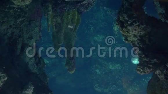 热那亚水族馆海豹在水下游泳视频的预览图