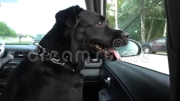 狗坐在车里望着窗外视频的预览图