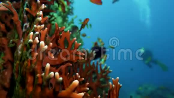 网火珊瑚millepora二分法阳光照射在水面附近五颜六色的珊瑚上视频的预览图