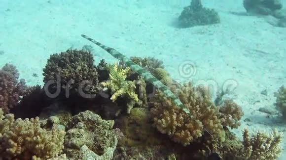 角鱼在热带珊瑚礁上捕食视频的预览图