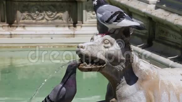 鸽子从喷泉里喝点水视频的预览图