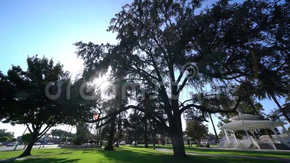 庙城公园的乔木视频的预览图
