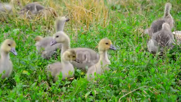鹅群在绿草上吃草视频的预览图