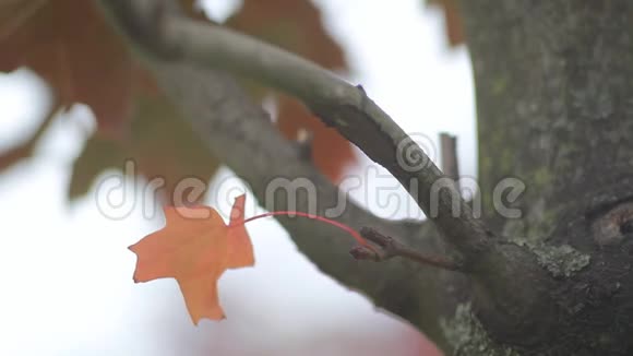 秋天的风景鲜红的枫叶在风中颤抖视频的预览图