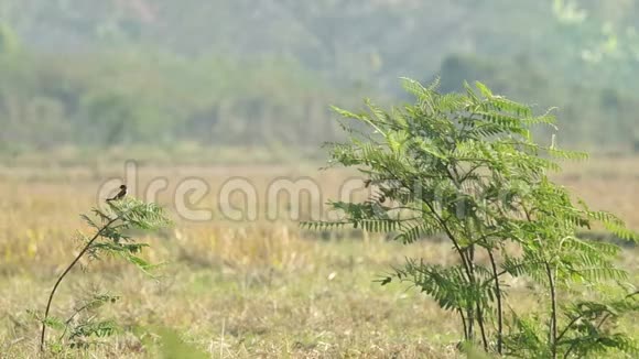Stonechat鸟和其他鸟在含羞草的射击中视频的预览图