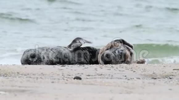 北海上的灰色海豹视频的预览图