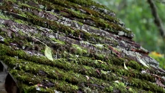 苔藓生长在木屋顶上视频的预览图