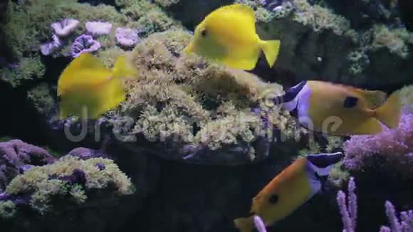 水族馆鱼缸珊瑚礁动物自然视频的预览图