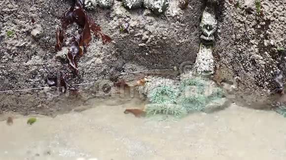 俄勒冈州潮汐池中的绿色海葵视频的预览图