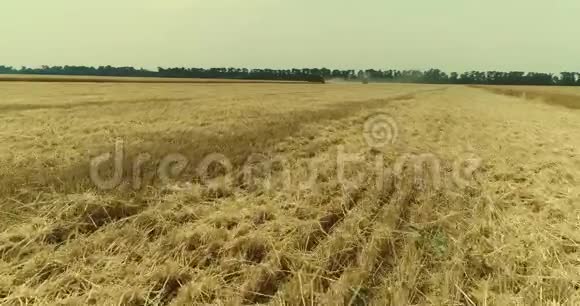 黄穗小麦在风中摇摆小麦成熟穗的背景场收获小麦在田间生长空中生长视频的预览图