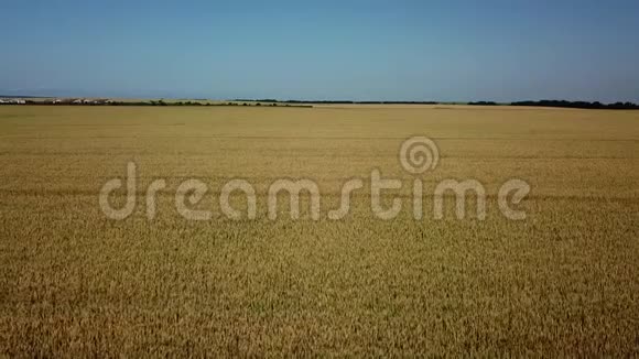 大麦地和晴天美丽的自然景观阳光照耀下的乡村风光视频的预览图