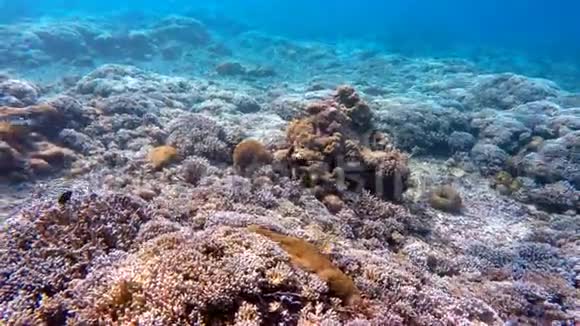 印度尼西亚巴厘印度洋的珊瑚鱼视频的预览图