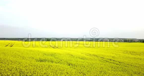 一望无际的油菜花田边的鸟瞰领域黄色的油菜地蓝天阳光明媚视频的预览图