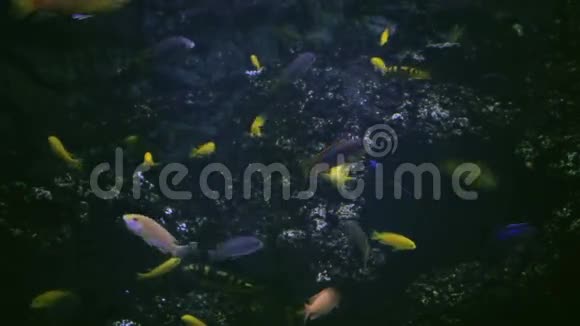 水族馆鱼缸珊瑚礁动物自然视频的预览图