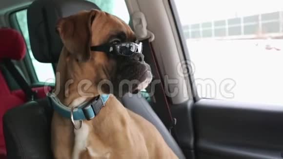义和团狗坐在驾驶座上环顾四周视频的预览图