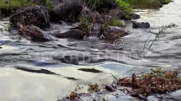 阿尔泰山脉的特莱茨科耶湖的水流视频的预览图