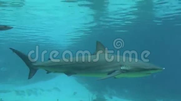 灰色暗礁鲨鱼视频的预览图