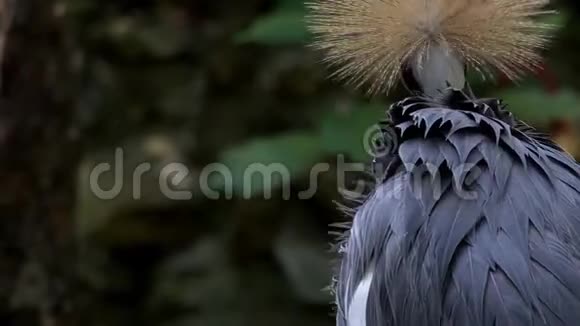 灰色冠鹤Balearica规则视频的预览图