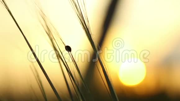 日落时分瓢虫爬过草地视频的预览图