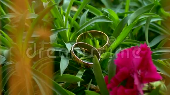 结婚戒指躺在绿草地的照相机上视频的预览图