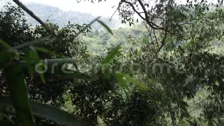 丛林中的绿色植被竹子热带视频的预览图