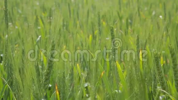 田野和蓝天背景上的大麦小穗大麦粒在田间视频的预览图