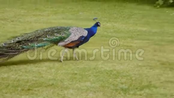 孔雀穿越绿色草坪视频的预览图